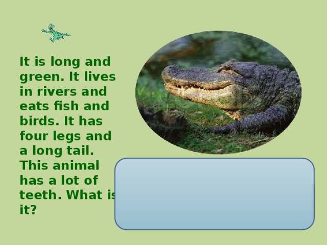 It is long and green. It lives in rivers and eats fish and birds. It has four legs and a long tail. This animal has a lot of teeth. What is it?