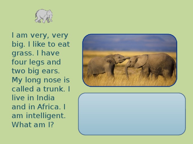 I am very, very big. I like to eat grass. I have four legs and two big ears. My long nose is called a trunk. I live in India and in Africa. I am intelligent. What am I?