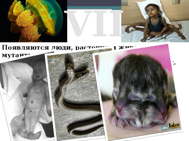 VII Появляются люди, растения и животные – мутанты, летом 2006 года сообщалось о появлении водорослей - убийц, медуз – убийц.