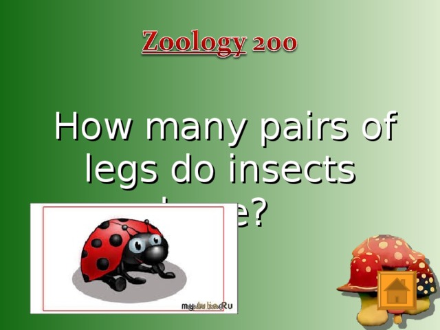 How many pairs of legs do insects have?