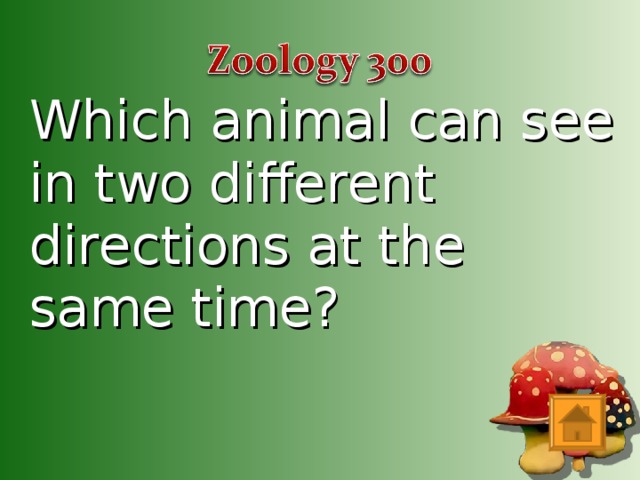 Which animal can see in two different directions at the same time?