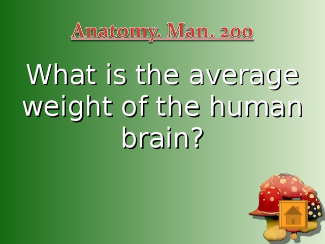 What is the average weight of the human brain?