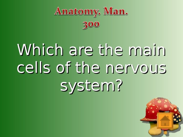Which are the main cells of the nervous system?