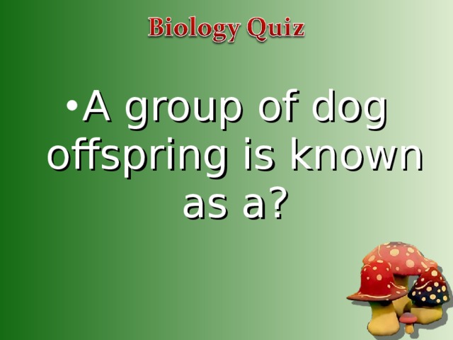 A group of dog offspring is known as a?