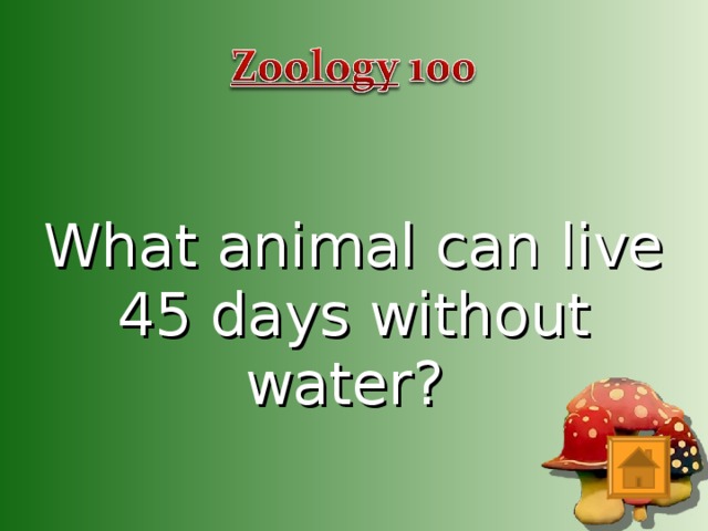 What animal can live 45 days without water?