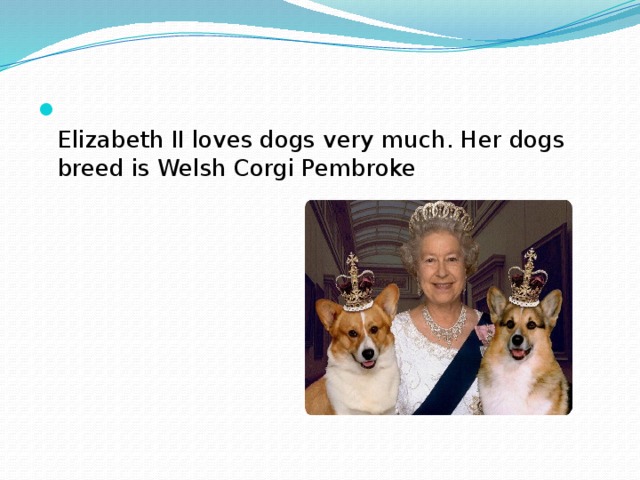 Elizabeth II loves dogs very much. Her dogs breed is Welsh Corgi Pembroke