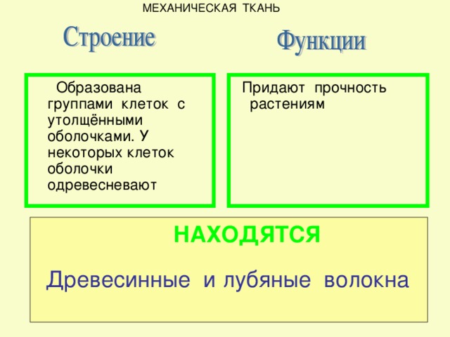 МЕХАНИЧЕСКАЯ ТКАНЬ  Придают прочность растениям  Образована группами клеток с утолщёнными оболочками. У некоторых клеток оболочки одревесневают НАХОДЯТСЯ Древесинные и лубяные волокна