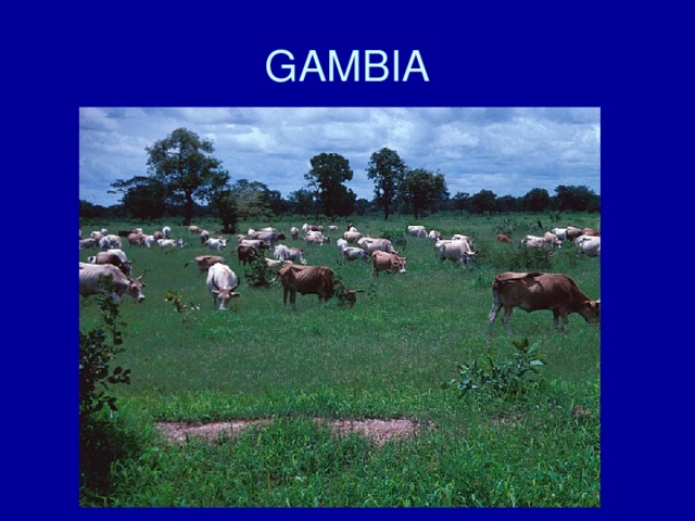 GAMBIA