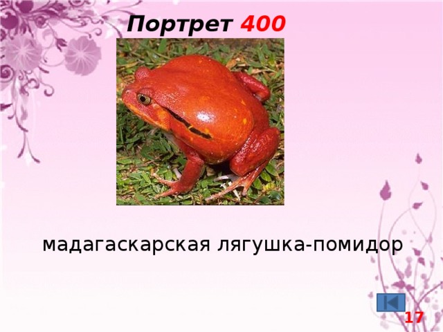 Портрет 400 мадагаскарская лягушка-помидор