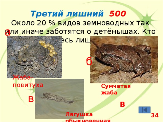 Третий лишний 500 Около 20 % видов земноводных так или иначе заботятся о детёнышах. Кто здесь лишний? а б Жаба-повитуха Сумчатая жаба в В  Лягушка обыкновенная