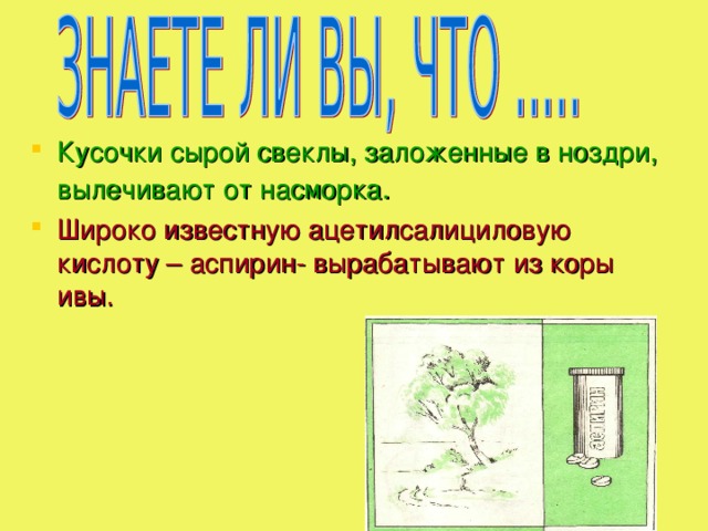 Кусочки сырой свеклы, заложенные в ноздри, вылечивают от насморка . Широко известную ацетилсалициловую кислоту – аспирин- вырабатывают из коры ивы.