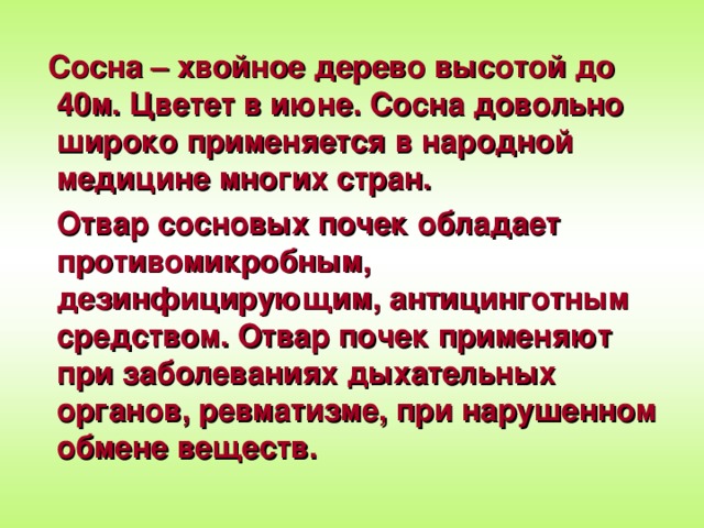 Сосна – хвойное дерево высотой до 40м.  Цветет в июне. Сосна довольно широко применяется в народной медицине многих стран.  Отвар  сосновых почек обладает противомикробным,  дезинфицирующим, антицинготным средством. Отвар почек применяют при заболеваниях дыхательных органов, ревматизме, при нарушенном обмене веществ.