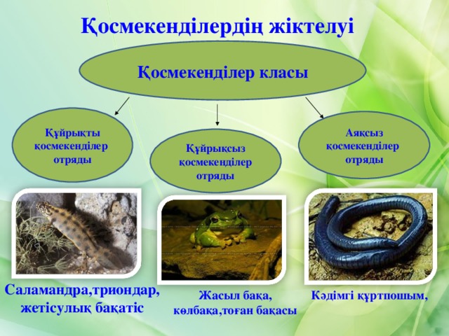 Қосмекенділердің жіктелуі Қосмекенділер класы Құйрықты қосмекенділер отряды Аяқсыз қосмекенділер отряды Құйрықсыз қосмекенділер отряды Саламандра,триондар,жетісулық бақатіс Кәдімгі құртпошым, Жасыл бақа, көлбақа,тоған бақасы 4