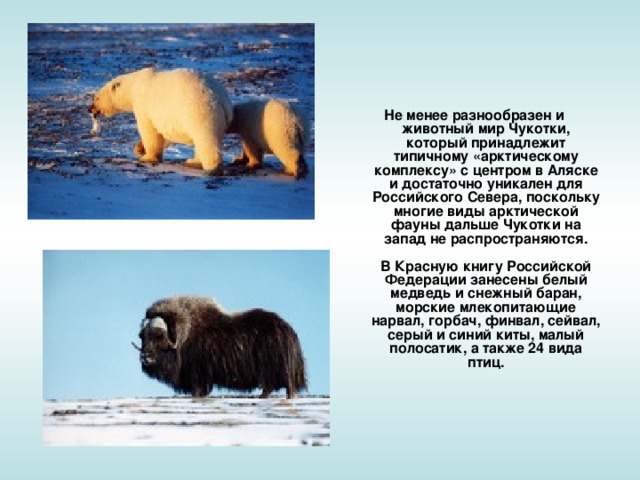 Не менее разнообразен и животный мир Чукотки, который принадлежит типичному «арктическому комплексу» с центром в Аляске и достаточно уникален для Российского Севера, поскольку многие виды арктической фауны дальше Чукотки на запад не распространяются.   В Красную книгу Российской Федерации занесены белый медведь и снежный баран, морские млекопитающие нарвал, горбач, финвал, сейвал, серый и синий киты, малый полосатик, а также 24 вида птиц.