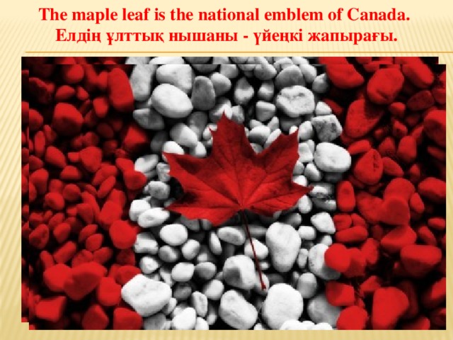 The maple leaf is the national emblem of Canada. Елдің ұлттық нышаны - үйеңкі жапырағы.