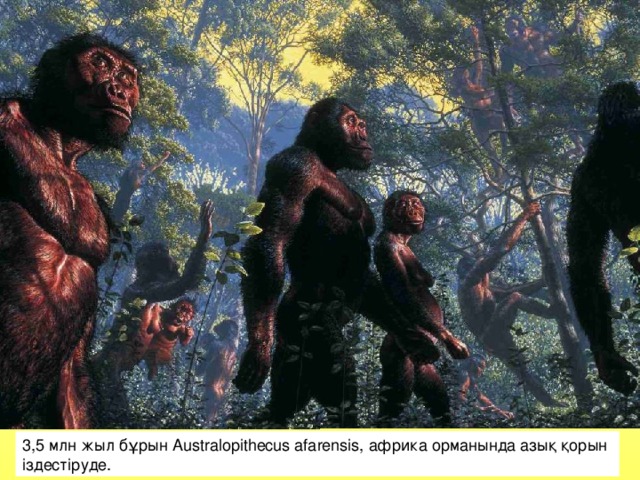 2003 04 60 ПИЩА ДЛЯ РАЗМЫШЛЕНИЯ. Эволюция.pdf 3,5 млн жыл бұрын Аustralopithecus afarensis, африка орманында азық қорын іздестіруде.