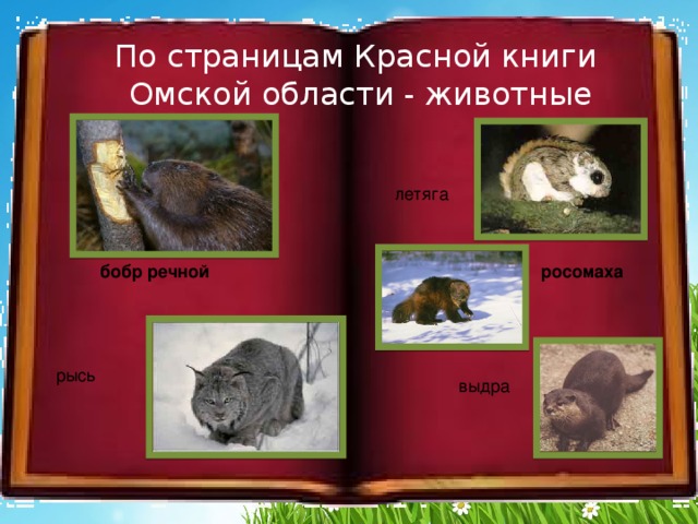 По страницам Красной книги  Омской области - животные  летяга бобр речной  росомаха рысь  выдра