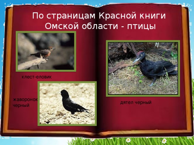 По страницам Красной книги  Омской области - птицы клест-еловик жаворонок черный дятел черный