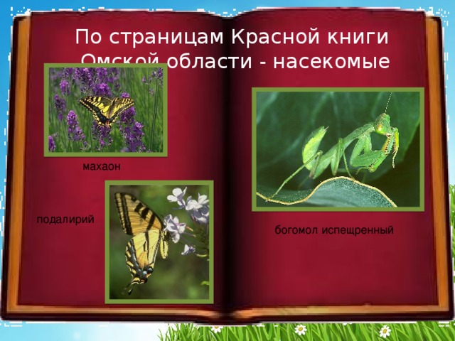 По страницам Красной книги  Омской области - насекомые махаон подалирий богомол испещренный