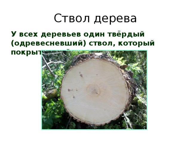 Ствол дерева У всех деревьев один твёрдый (одревесневший) ствол, который покрыт корой.