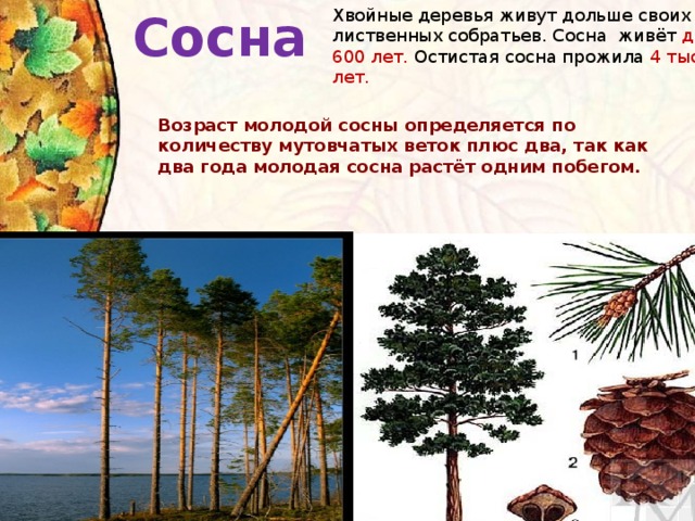 Сосна Хвойные деревья живут дольше своих лиственных собратьев. Сосна живёт до 600 лет. Остистая сосна прожила 4 тыс. лет. Возраст молодой сосны определяется по количеству мутовчатых веток плюс два, так как два года молодая сосна растёт одним побегом.