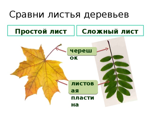 Листья сравнение. Сравнить листья деревьев. Простой лист с подписями. У каких деревьев сложные листья. Ясень листья простые или сложные.