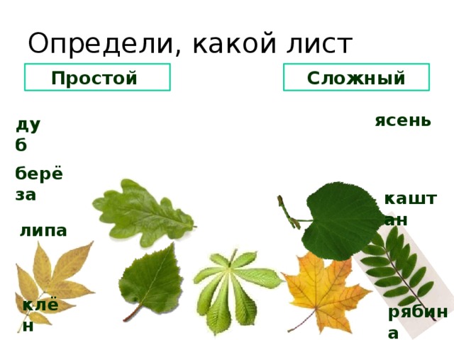 Определи, какой лист Простой Сложный ясень дуб берёза каштан липа клён рябина