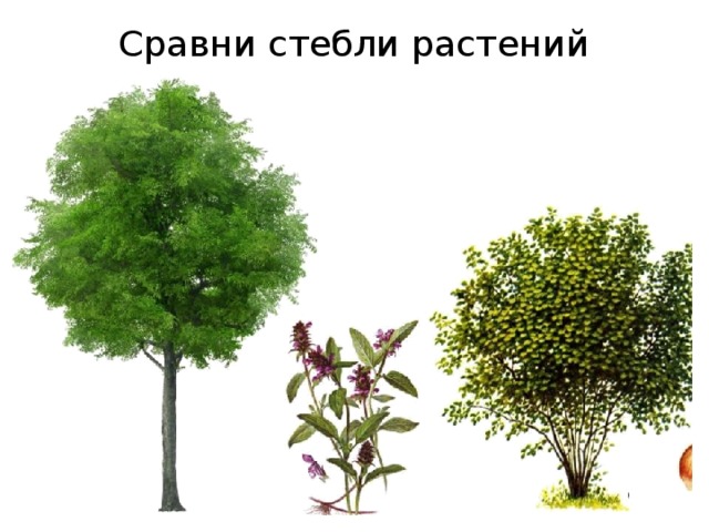 Сравни стебли растений