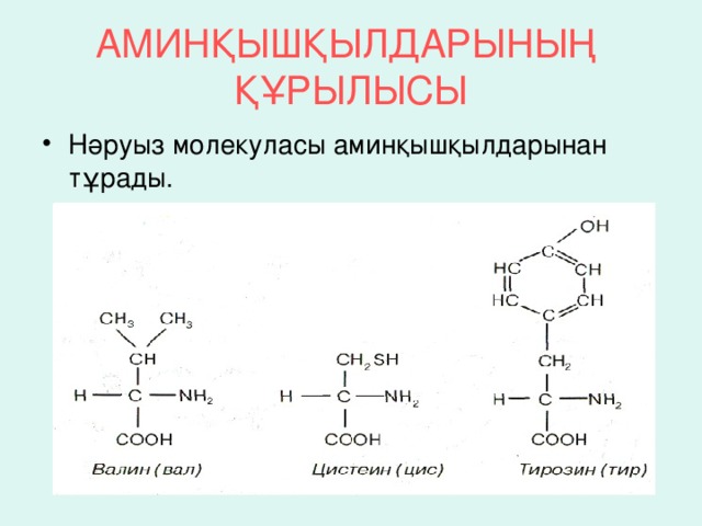 АМИНҚЫШҚЫЛДАРЫНЫҢ ҚҰРЫЛЫСЫ