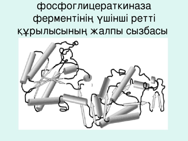 фосфоглицераткиназа ферментінің үшінші ретті құрылысының жалпы сызбасы