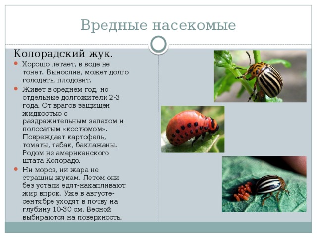 Вредные насекомые Колорадский жук.