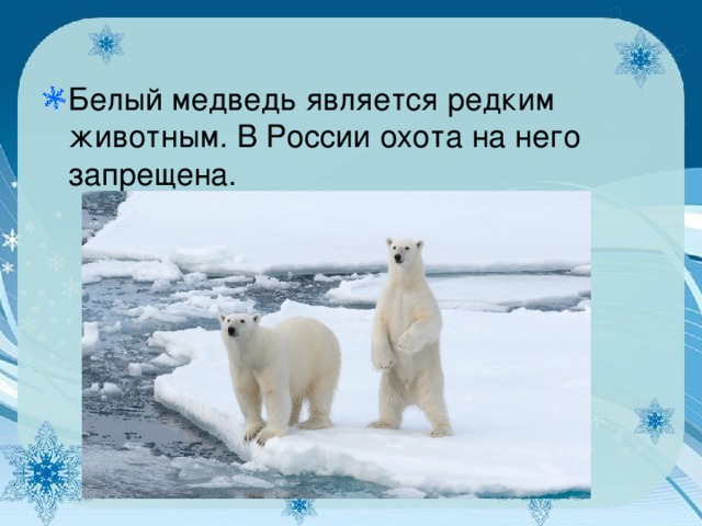 Белый медведь является редким животным. В России охота на него запрещена.