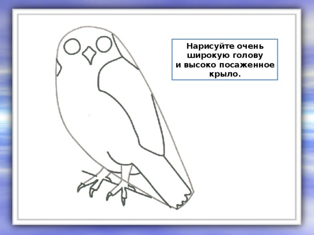 Нарисуйте очень широкую голову и высоко посаженное крыло.