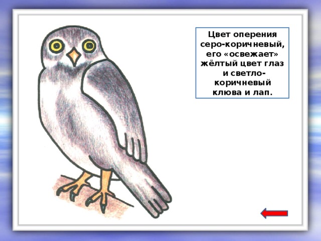 Цвет оперения серо-коричневый, его «освежает» жёлтый цвет глаз  и светло-коричневый клюва и лап.