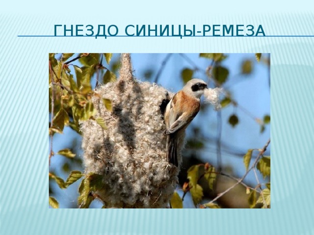 ГНЕЗДО СИНИЦЫ-РЕМЕЗА