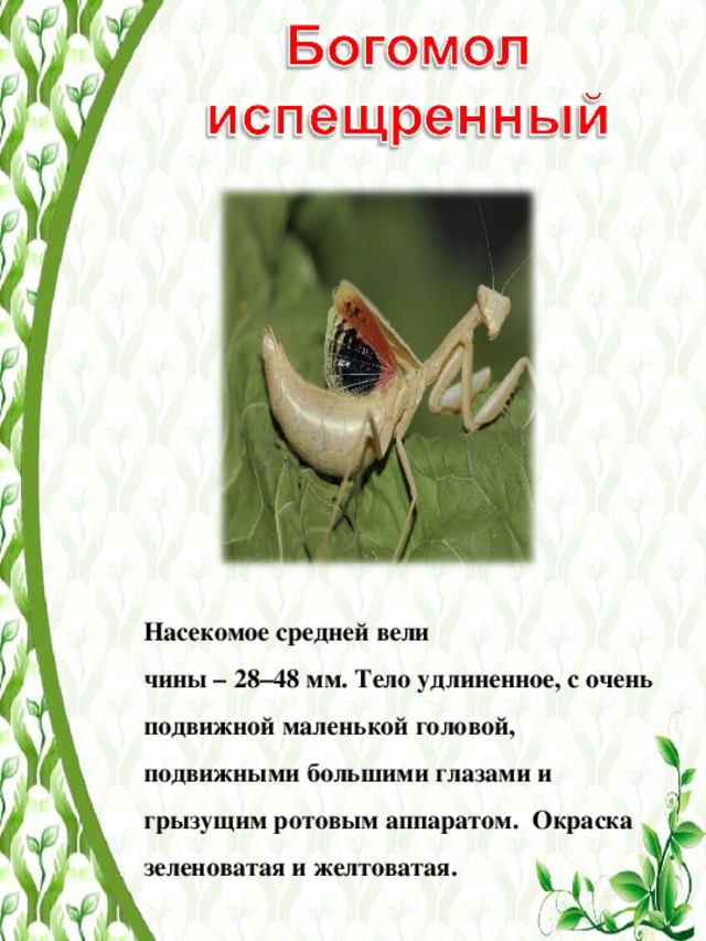 Красная книга омской области животные фото и описание