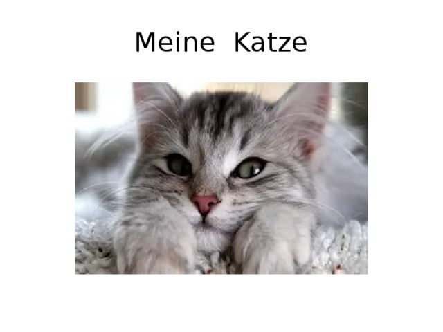 Meine Katze