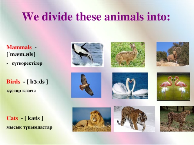 We divide these animals into: Mammals - [ˈmæm.əls] - сүтқоректілер  Birds - [ bɜːds ] құстар класы  Cats - [ kæts ] мысық тұқымдастар