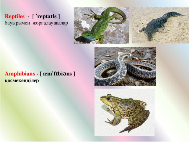 Reptiles - [ ˈreptaɪls ] бауырымен жорғалаушылар Amphibians - [ æmˈfɪbiəns ] қосмекенділер
