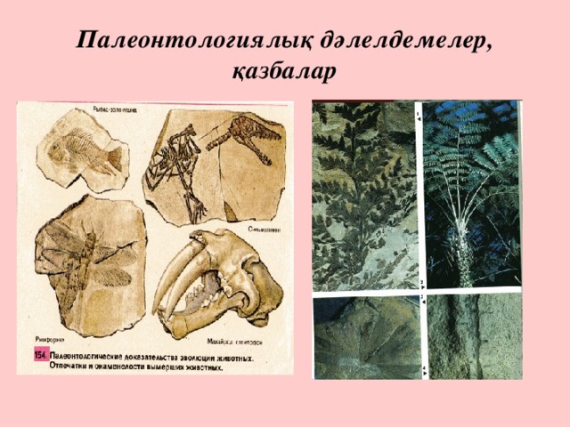 Палеонтологиялық дәлелдемелер, қазбалар