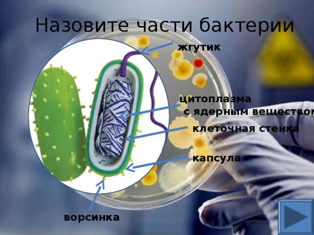 Назовите части бактерии жгутик цитоплазма  с ядерным веществом клеточная стенка капсула ворсинка