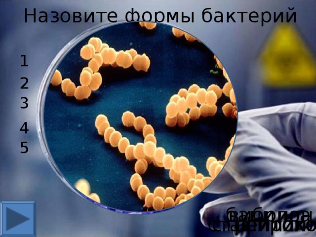 Назовите формы бактерий 1 2 3 4 5 бацилла вибрион спирилла стафилококк стрептококк