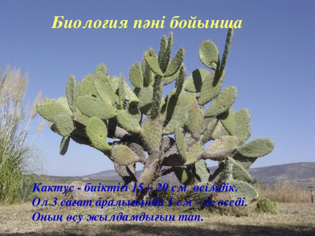 Биология пәні бойынша Кактус - биіктігі 15 – 20 см өсімдік. Ол 3 сағат аралығында 1 см – ге өседі. Оның өсу жылдамдығын тап.