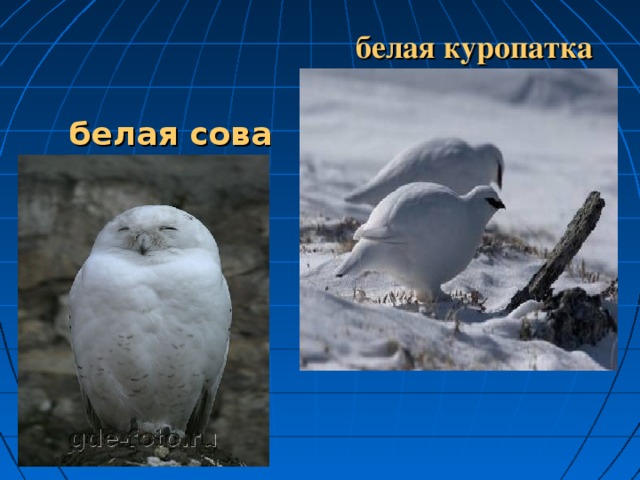 белая куропатка  белая сова