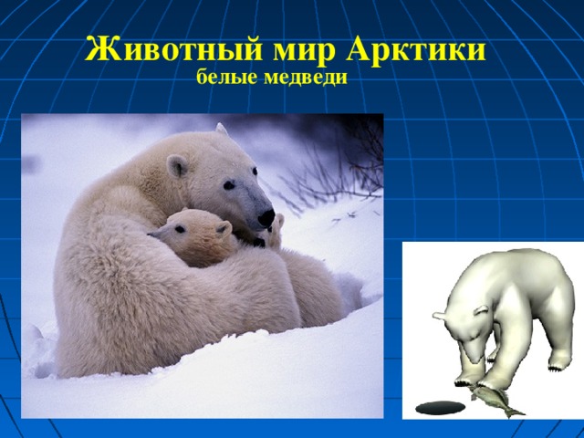 Животный мир Арктики белые медведи