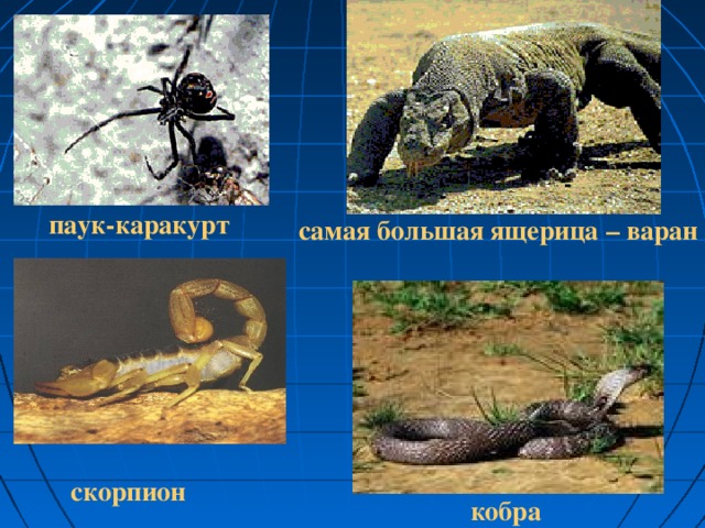 паук-каракурт самая большая ящерица – варан скорпион кобра
