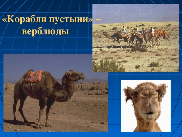 «Корабли пустыни» –  верблюды