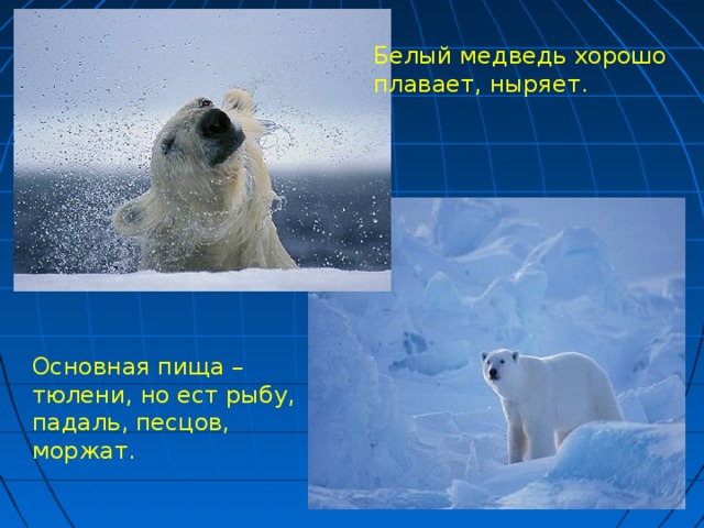 Белый медведь хорошо плавает, ныряет. Основная пища – тюлени, но ест рыбу, падаль, песцов, моржат.