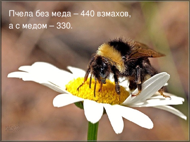 Пчела без меда – 440 взмахов, а с медом – 330.