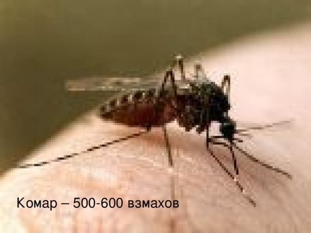 Комар – 500-600 взмахов